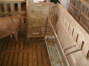 Comederos lineales para los cerdos con alimentación restringida