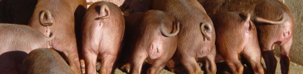 Lechones ibéricos