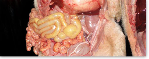 Aspecto del intestino de un lechón con diarrea colibacilar