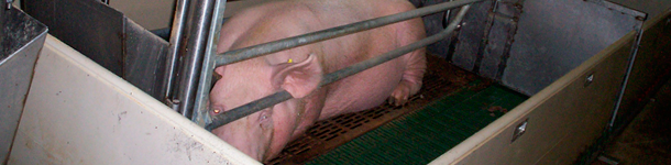 Posici&oacute;n de las jaulas de parto