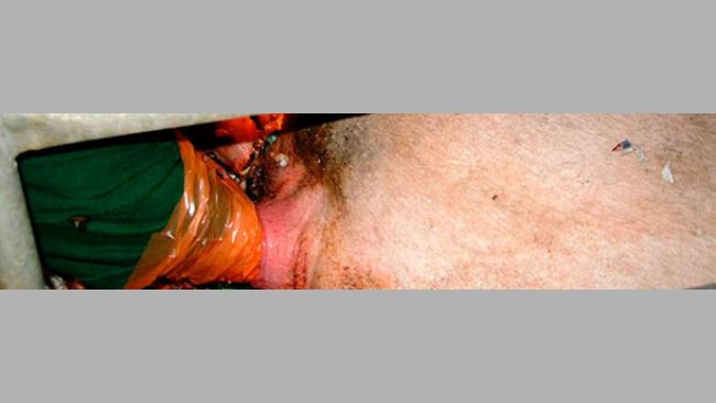 Extracción de lechones