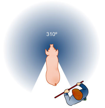 ángulo de visión del cerdo