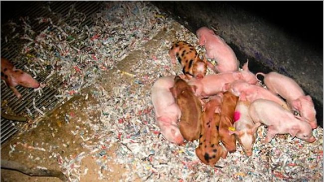 lechones con frío 1