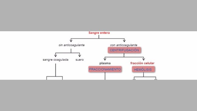 Esquema del procesamiento de la sangre