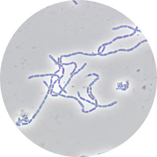 Figura 2. Lactobacillus rhamnosus CTC1679 al microscopio óptico de contraste de fases