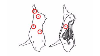 Localizaci&oacute;n de los puntos de muestreo recomendados para la determinaci&oacute;n de la contaminaci&oacute;n microbiol&oacute;gica de canales porcinas. Lugares con recuentos m&aacute;s elevados de microorganismos: extremidades posteriores (1 y 2), vientre (3 y 4)&nbsp;y el lomo&nbsp;(ISO 17604:2003)
