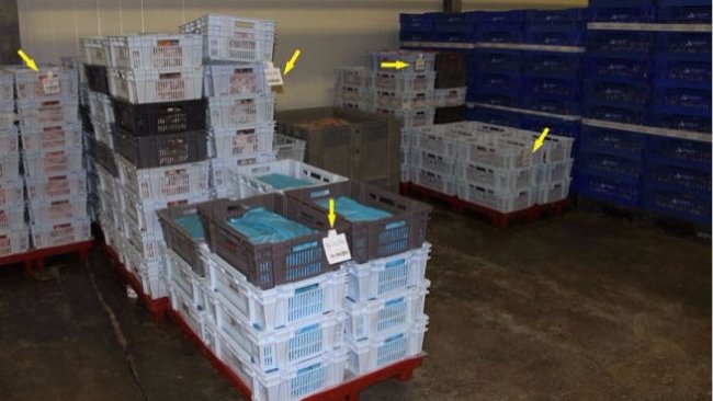 Foto 2. Etiquetas (flechas amarillas) con la trazabilidad de las piezas de carne de cerdo refrigerada tras el despiece de las canales.