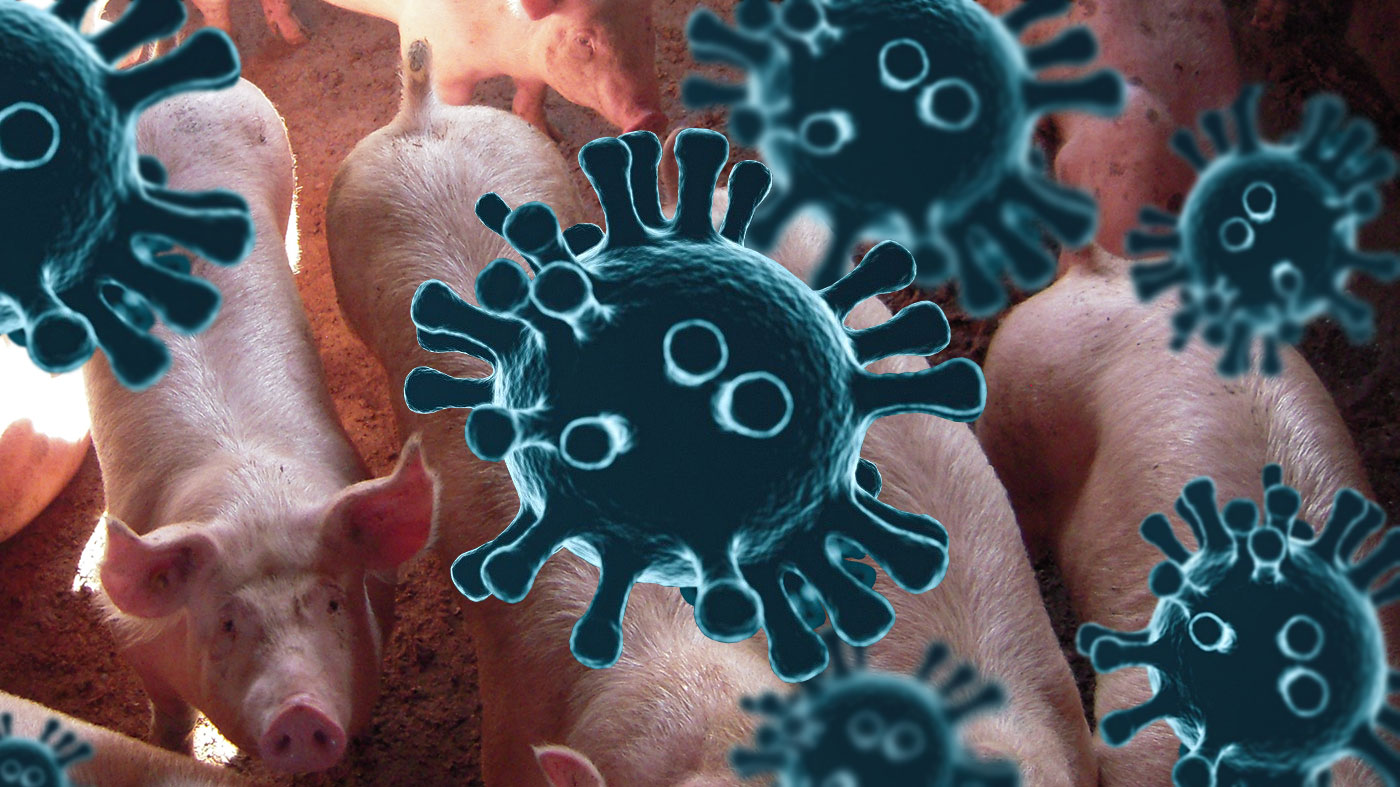 Coronavirus en porcino: actualización - Artículos - 3tres3, la página del  Cerdo