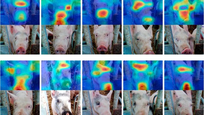 Figura 6: Reconocimiento facial aplicado a porcino. Fuente: Hansen et al. 2018