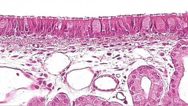Figura 1: Epitelio seudoestratificado ciliado con c&eacute;lulas caliciformes caracter&iacute;stico del aparato respiratorio.
