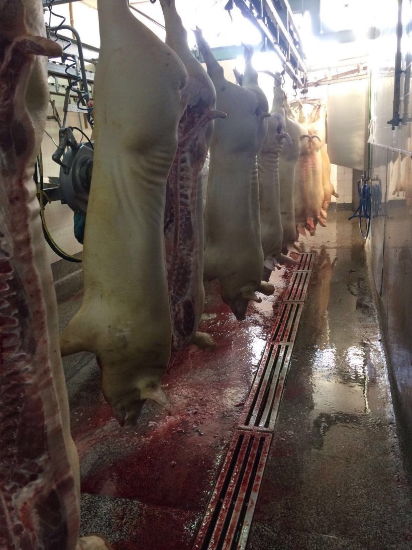 planta procesado porcino