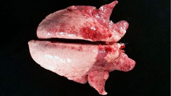 Foto 2. La consolidaci&oacute;n cr&aacute;neo-ventral del pulm&oacute;n puede verse en casos de&nbsp;Mycoplasma hyopneumoniae.
