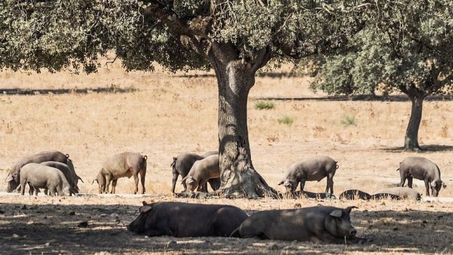 cerdo ibérico