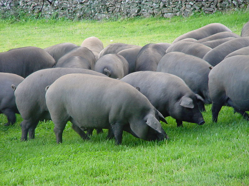 porcino ibérico