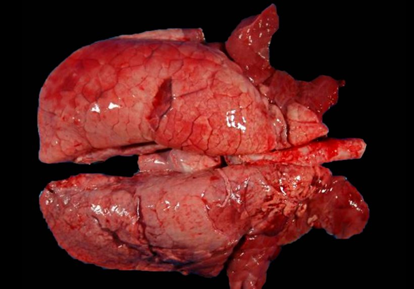 Figura 4. Pulm&oacute;n de un cerdo coinfectado con M. hyopneumoniae y SIV. &Aacute;reas de consolidaci&oacute;n de color rojo en las porciones craneoventrales del pulm&oacute;n y algunas otras de menor extensi&oacute;n en l&oacute;bulos diafragm&aacute;ticos. En estas lesiones craneoventrales coexisten las lesiones de M. hyopneumoniae y SIV, siendo imposible distinguirlas macrosc&oacute;picamente.
