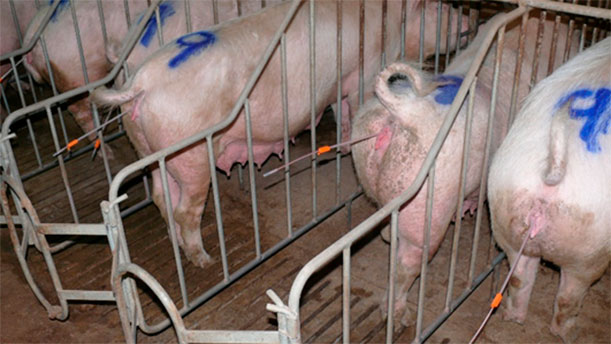Foto 1: En la IPC trabajar de manera ordenada es importante. Si se preparan (levantarlas, limpieza de vulvas, colocaci&oacute;n cat&eacute;ter externo), m&aacute;s de 5 cerdas por operario corremos el riesgo que se vuelvan a echar, descoloquen el cat&eacute;ter, se ensucien., etc.
