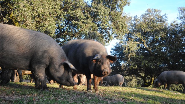 cerdo ibérico
