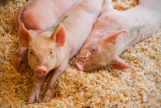 producci&oacute;n porcina
