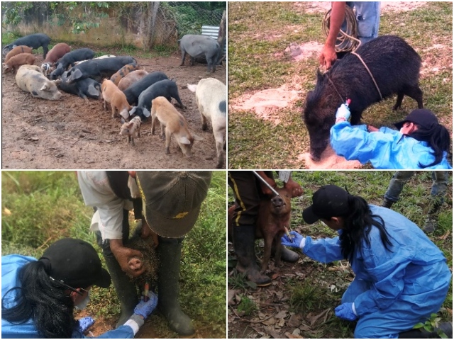 PPC cerdos silvestres