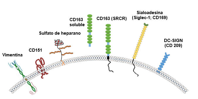 Imagen 2. Ilustraci&oacute;n de los receptores generalmente considerados para PRRSV. Fuente: Zhang, Q., Yoo, D. (2015)
