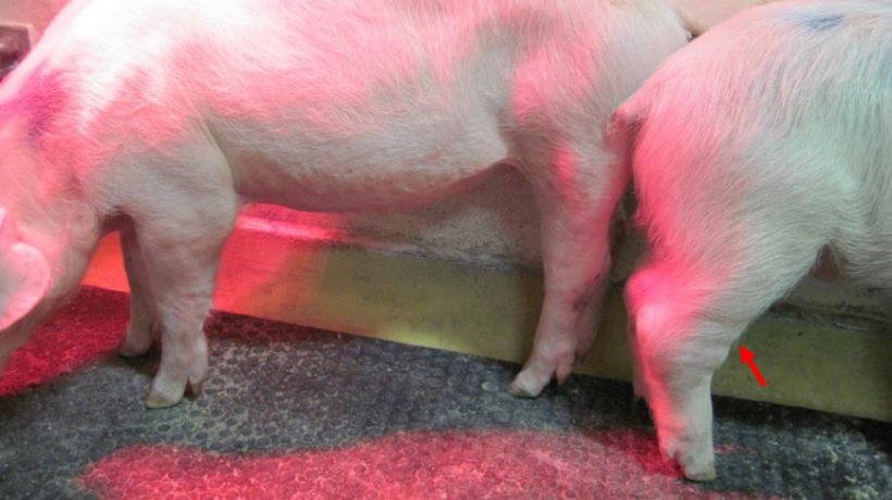 Figura 1. Forma cr&oacute;nica de la peste porcina africana (PPA). La flecha se&ntilde;ala las articulaciones hinchadas. Fuente: Walczak et al. Pathogens, 2020,9, 237
