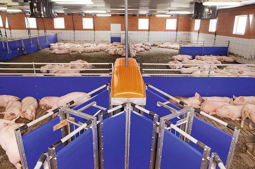 Engorde de cerdos con TriSort: control de peso constante y reducción del trabajo de selección