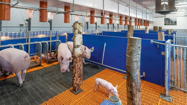 Corral de lactancia en grupo Renke Specht