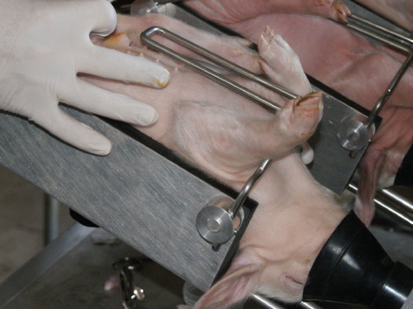 Fig. 1. Piglet castration under isoflurane anaesthesia.
