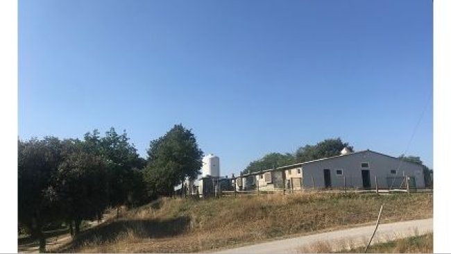 granja porcina
