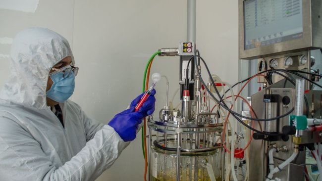 Universidad de Concepción Lawsonia intrecellularis