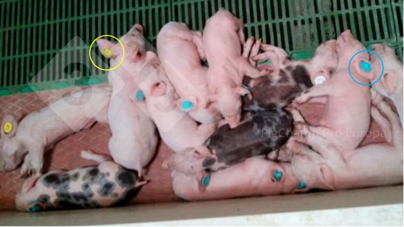 Imagen 5. Lechones con crotales de distintos colores fruto del incumplimiento del TD-TF.
