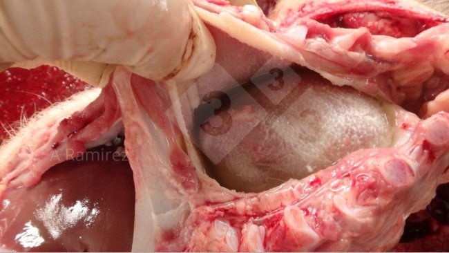 Figura 1: Foto de una pericarditis fibrinosa identificada durante la necropsia. El fluido y la&nbsp;fibrina son buenas muestras&nbsp;para recoger en el diagn&oacute;stico de G. parasuis.
