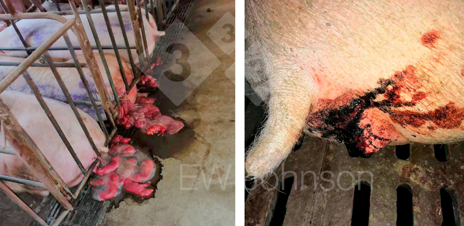 <p>Foto 1. Tormenta de abortos (izquierda) y diarrea sanguinolenta en cerdas (derecha).</p>
