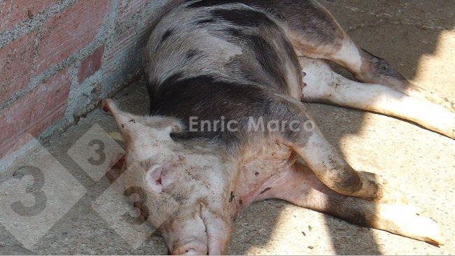 Foto 1. Cerdo muerto por una neumon&iacute;a causada por Actinobacillus pleuropneumoniae.
