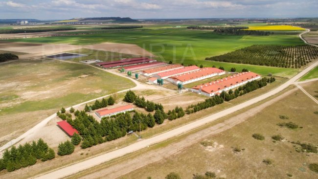 granja porcino