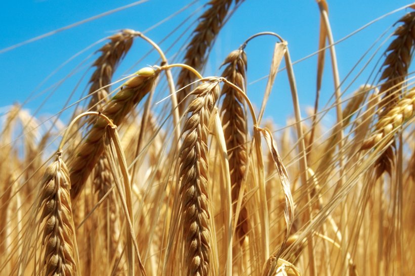 foto home embarque de granos
