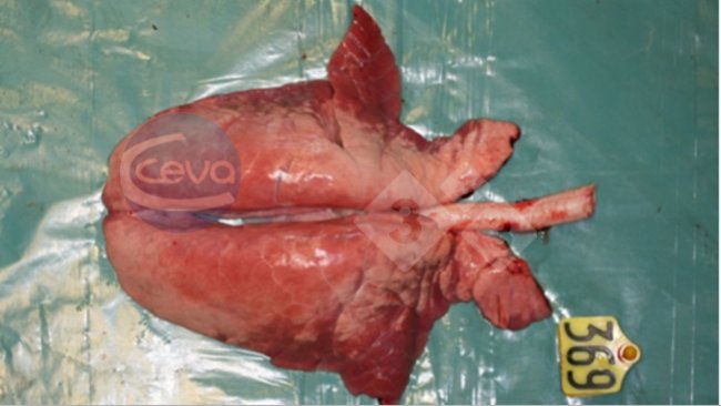 Imagen 1. Pulm&oacute;n de cerdo despu&eacute;s de la infecci&oacute;n experimental con gripe A
