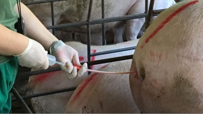 Inseminaci&oacute;n artificial
