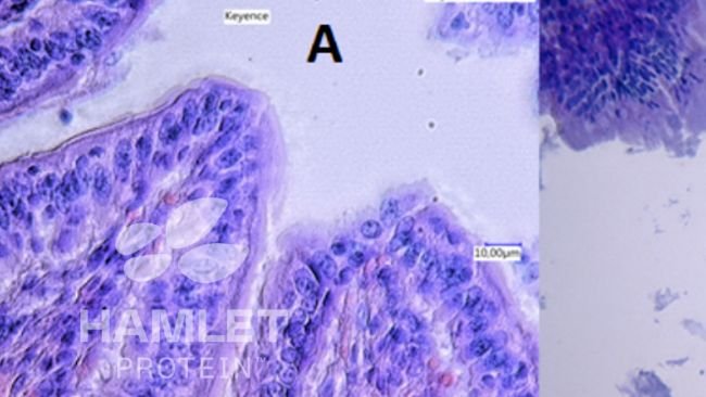 Figura 2. Im&aacute;genes con microscopio electr&oacute;nico de la mucosa intestinal de lechones alimentados con: (A) harina de soja procesada enzim&aacute;ticamente para reducir el contenido de factores antinutricionales&nbsp;(izquierda) y (B)&nbsp;harina de soja convencional (derecha). En la imagen B se aprecian lesiones claras. Im&aacute;genes con copyright de&nbsp;Hamlet Protein.

