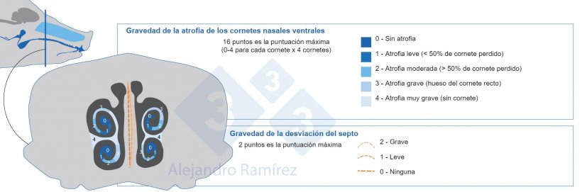 M&eacute;todo de la Farmacopea Europea para evaluar las lesiones de los cornetes.
