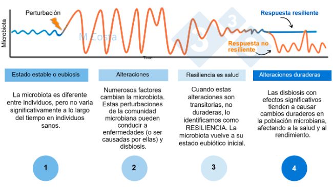 Figura 1 - Diagrama hipot&eacute;tico que representa la respuesta de la microbiota a una perturbaci&oacute;n. 1) Los individuos sanos tienen un grado normal de variaci&oacute;n de su microbiota, que no conduce a enfermedades (esto se denomina eubiosis). 2) Una perturbaci&oacute;n (por ejemplo, el estr&eacute;s t&eacute;rmico) puede conducir a la inestabilidad de la microbiota, causando la enfermedad. 3) La microbiota resiliente volver&aacute; a un estado parecido al anterior a la perturbaci&oacute;n, en el que no hay enfermedad. 4) La microbiota que no sea resiliente no se "recuperar&aacute;", por lo que sufrir&aacute; disbiosis y enfermedad.
