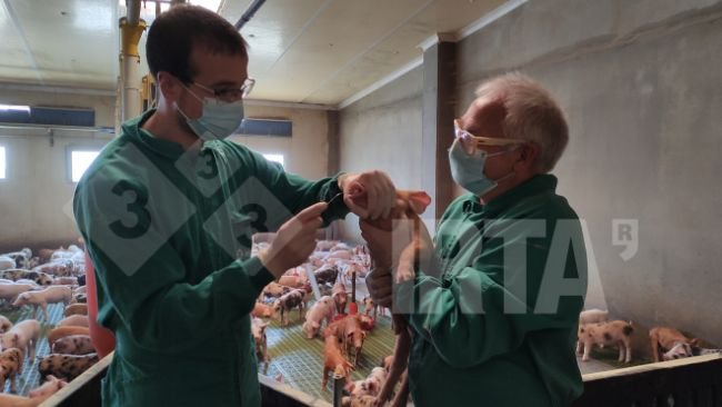 Foto 1. Toma de muestras nasales para estudiar la presencia de Streptoccocus suis en una transici&oacute;n
