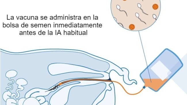 Figura 1. Propuesta de mecanismo para la vacuna intrauterina: La vacuna intrauterina se administra en el &uacute;tero durante la inseminaci&oacute;n artificial est&aacute;ndar o post cervical para generar una respuesta inmunitaria celular y mediada por anticuerpos en las cerdas.&nbsp;Se producen anticuerpos calostrales, que se transmiten a los lechones.
