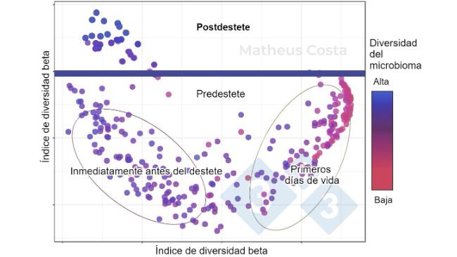 Figura&nbsp;1. Diagrama de dispersi&oacute;n que muestra las&nbsp;asociaciones entre la composici&oacute;n del&nbsp;microbioma&nbsp;de los cerdos&nbsp;durante los primeros d&iacute;as de vida&nbsp;(0-7 d&iacute;as), inmediatamente antes del destete&nbsp;(21 d&iacute;as) y despu&eacute;s del destete&nbsp;(100 d&iacute;as). El mayor cambio se observa entre las muestras predestete y&nbsp;postdestete. La diversidad alfa alcanza su m&aacute;ximo despu&eacute;s del destete (mostrada como &quot;diversidad del microbioma&quot;).
