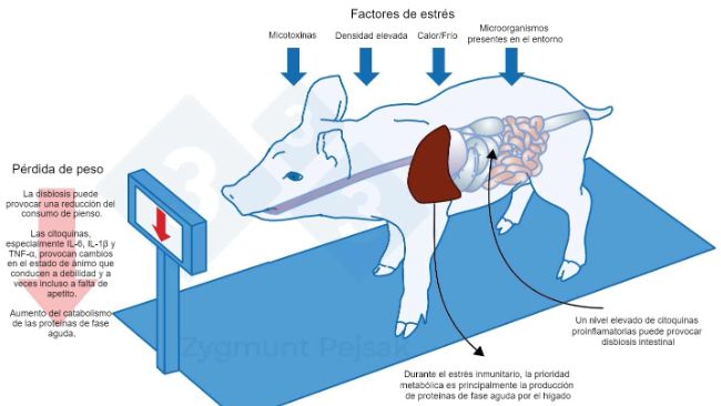 Figura 3.&nbsp; Uno de los costes extra de una alerta prolongada es la disminuci&oacute;n del apetito y, en consecuencia, un periodo de engorde m&aacute;s largo. Dado que la presi&oacute;n de los factores de estr&eacute;s ambiental afecta de forma diferente a cada animal, se producir&aacute; una diferenciaci&oacute;n en el peso de los lechones destetados o cerdos de engorde de la misma edad. La diferenciaci&oacute;n de peso entre animales de la misma edad puede tener graves consecuencias econ&oacute;micas. Adem&aacute;s, especialmente en animales j&oacute;venes, una dieta que no contenga nutrientes esenciales para reforzar la resistencia antiinfecciosa puede hacer que los animales sean m&aacute;s vulnerables.
