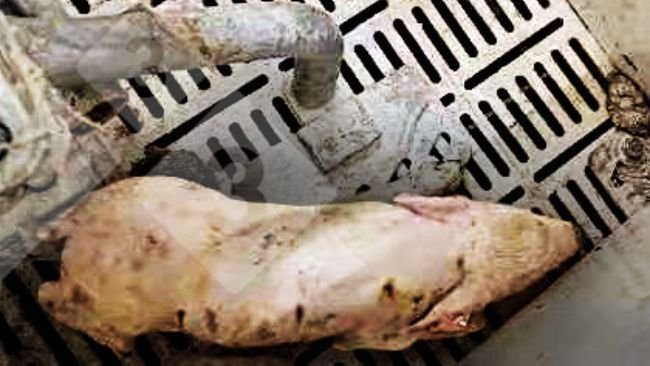 Figura 1.&nbsp;Lech&oacute;n con fiebre &gt;40&deg; C, incoordinaci&oacute;n, temblor, depresi&oacute;n y diarrea.
