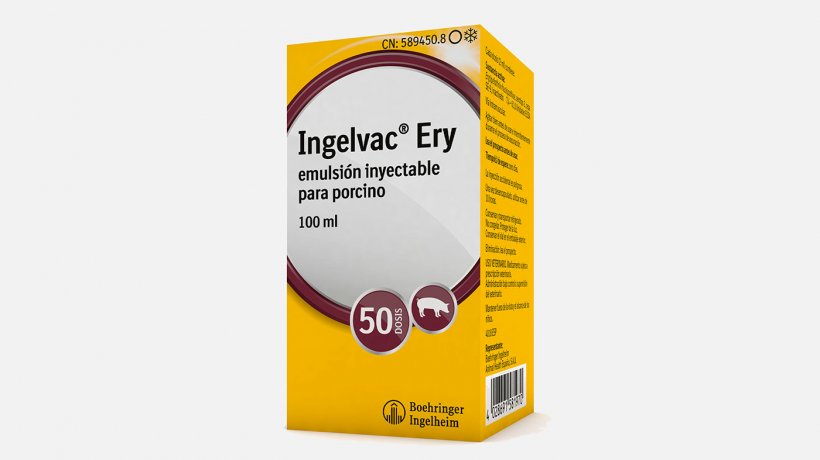 Boehringer Ingelheim Animal Health Espa&ntilde;a presenta una nueva soluci&oacute;n que proporciona una respuesta inmune s&oacute;lida y duradera frente al Mal Rojo:&nbsp;Ingelvac Ery&reg;
