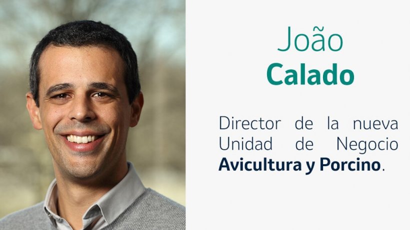 João Calado, nuevo director de la unidad de negocio de Avicultura y Porcino de MSD Animal Health España