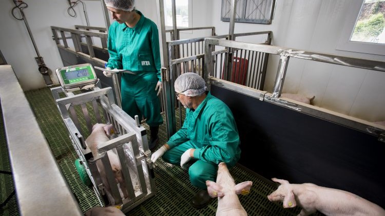 Personal técnico pesando un animal una balanza de la granja del centro de Control y Evaluación de Porcino del IRTA en Monells. Fuente: IRTA (CC BY-NC-ND 4.0)