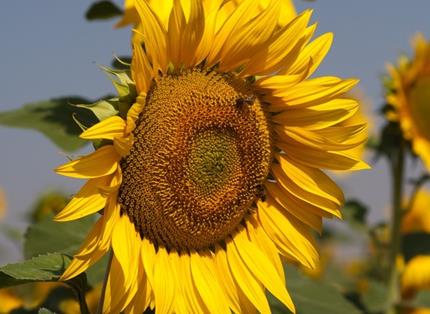 girasol oleaginosa